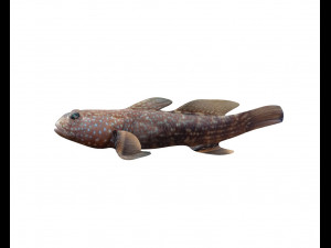triple tooth goby fish low poly 3D 모델