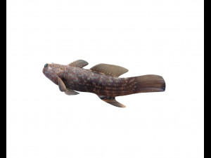 triple tooth goby fish low poly 3D 모델