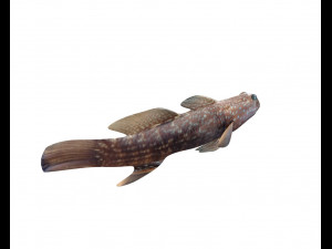 triple tooth goby fish low poly 3D 모델