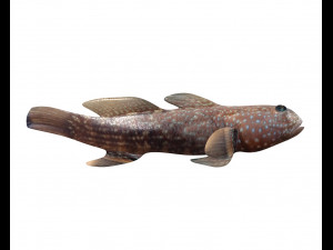triple tooth goby fish low poly 3D 모델