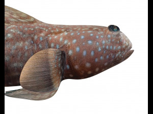 triple tooth goby fish low poly 3D 모델