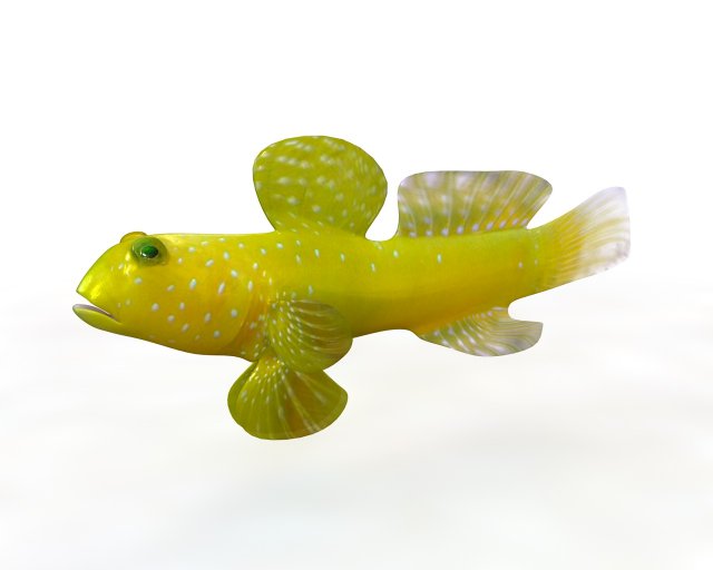 yellow watchman goby fish low poly 3D 모델 .c4d .max .obj .3ds .fbx .stl .blend 