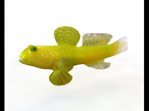 yellow watchman goby fish low poly 3D Model
