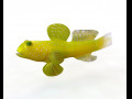 Yellow Watchman Goby Fish Low Poly 3D Model