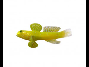 yellow watchman goby fish low poly 3D Model
