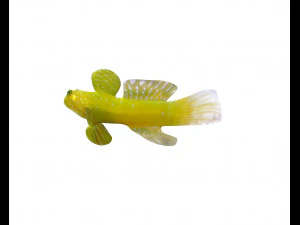 yellow watchman goby fish low poly 3D Model