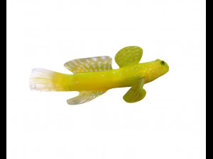 yellow watchman goby fish low poly 3D Model