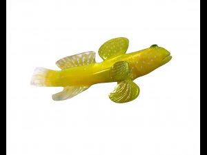 yellow watchman goby fish low poly 3D Model