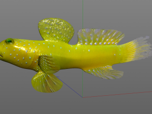 yellow watchman goby fish low poly 3D 모델