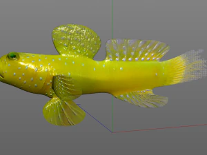 yellow watchman goby fish low poly 3D Model