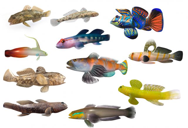 11 goby fish collection low poly Modello 3D .c4d .max .obj .3ds .fbx .stl .blend 