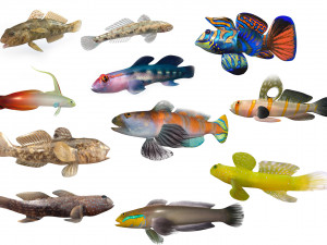 11 goby fish collection low poly 3D Model