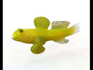 11 goby fish collection low poly 3D Model