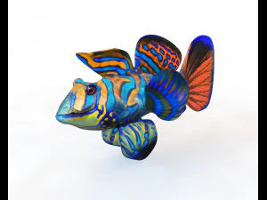 11 goby fish collection low poly 3D Model