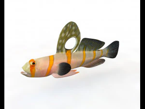 11 goby fish collection low poly 3D Model