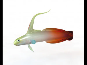 11 goby fish collection low poly 3D Model