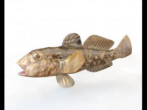 11 goby fish collection low poly 3D Model