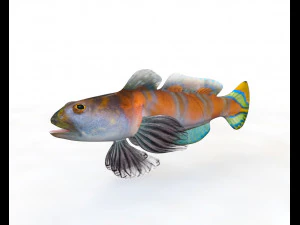 11 goby fish collection low poly 3D Model