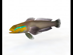 11 goby fish collection low poly Modello 3D