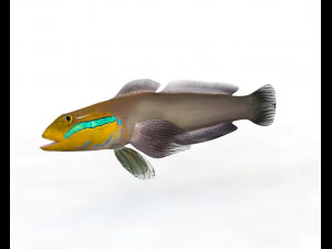11 goby fish collection low poly 3D Model