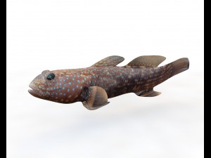 11 goby fish collection low poly Modello 3D
