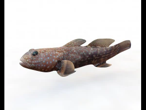 11 goby fish collection low poly 3D Model