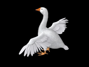 goose bird 3D-Modell