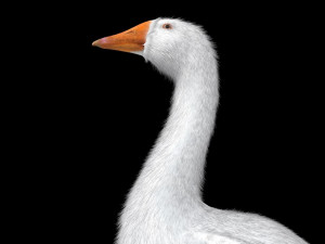 goose bird 3D-Modell