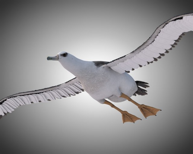 albatross pbr bird rigged low poly 3D Model .c4d .max .obj .3ds .fbx .stl .blend 