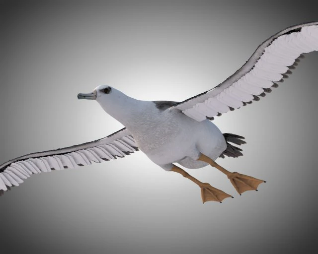 albatross pbr bird rigged low poly 3D Model .c4d .max .obj .3ds .fbx .stl .blend 