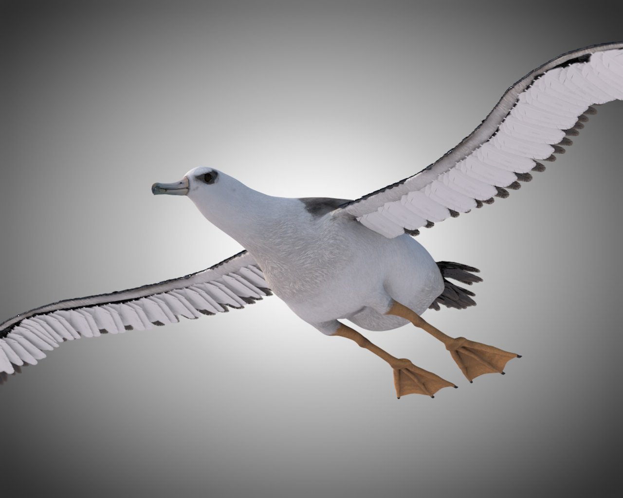 Albatross Pbr Bird Rigged Low Poly 3dモデル In 鳥 3dexport
