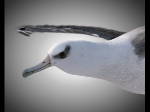 albatross pbr bird rigged low poly 3D Model