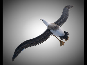 albatross pbr bird rigged low poly 3D Model