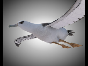 albatross pbr bird rigged low poly 3D Model