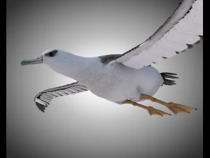 albatross pbr bird rigged low poly 3D Model