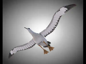 albatross pbr bird rigged low poly 3D Model