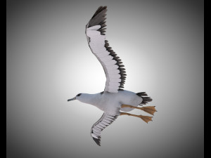 albatross pbr bird rigged low poly 3D Model