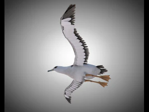albatross pbr bird rigged low poly 3D Model