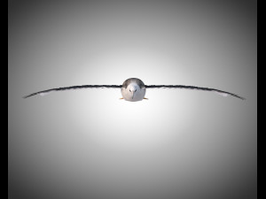 albatross pbr bird rigged low poly 3D Model