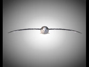 albatross pbr bird rigged low poly 3D Model