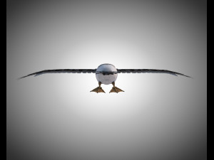 albatross pbr bird rigged low poly 3D Model