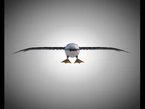 albatross pbr bird rigged low poly 3D Model