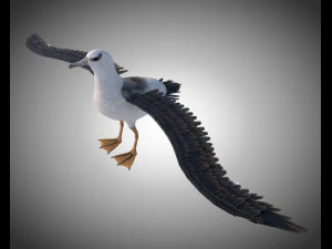 albatross pbr bird rigged low poly 3D Model