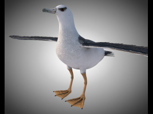 albatross pbr bird rigged low poly 3D Model