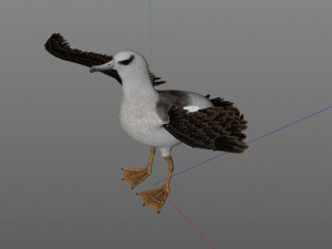 albatross pbr bird rigged low poly 3D Model