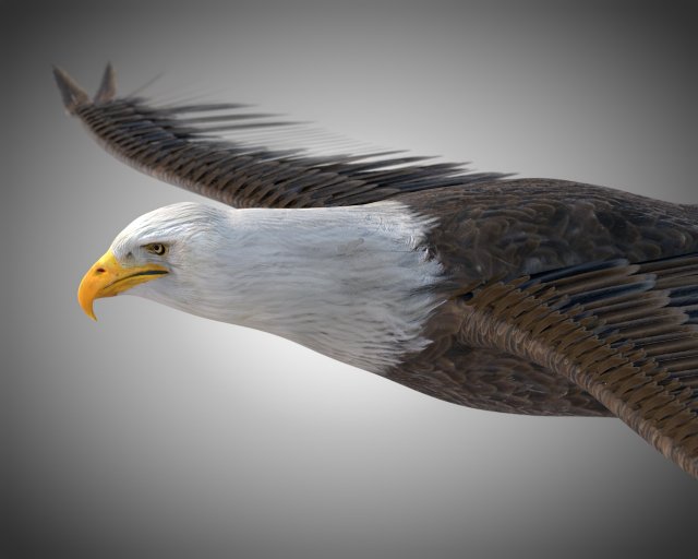 bald eagle pbr bird rigged low poly Modelo 3D .c4d .max .obj .3ds .fbx .stl .blend 