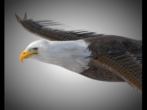 bald eagle pbr bird rigged low poly 3D Model