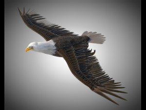bald eagle pbr bird rigged low poly Modelo 3D