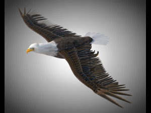 bald eagle pbr bird rigged low poly Modelo 3D