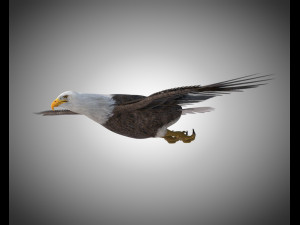bald eagle pbr bird rigged low poly Modelo 3D